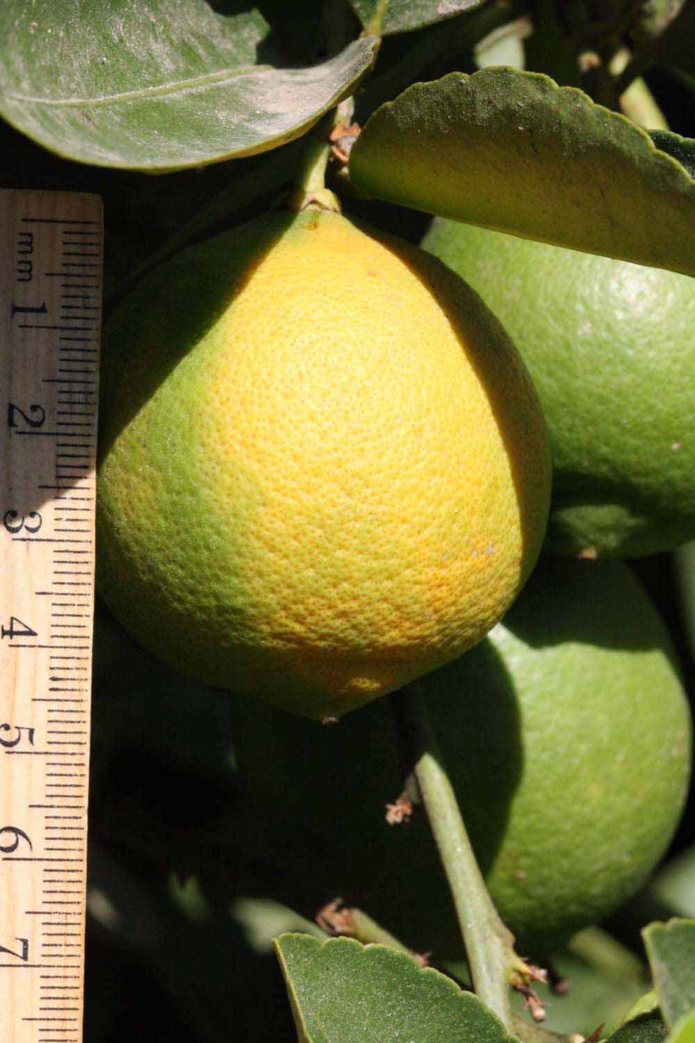              Immature fruit (Riverside, CA)       